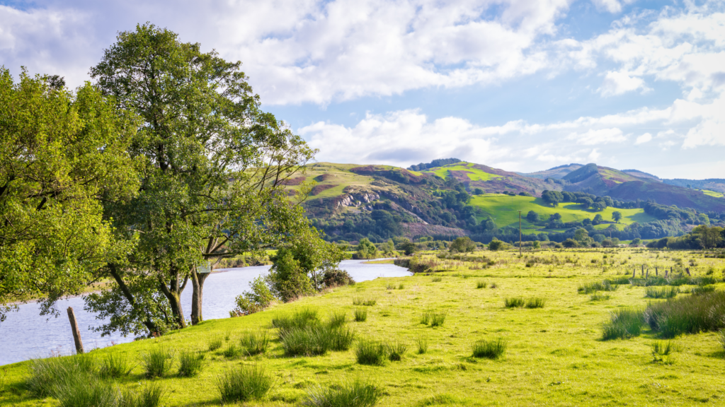 Grass and tree in the foreground, with a river and grassy rolling hills in the backgrounds - Machynlleth - great walks in Wales
